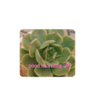 多肉植物とお花のシンプルスタンプ（個別スタンプ：1）