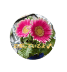多肉植物とお花のシンプルスタンプ（個別スタンプ：4）