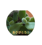 多肉植物とお花のシンプルスタンプ（個別スタンプ：5）
