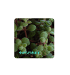 多肉植物とお花のシンプルスタンプ（個別スタンプ：8）