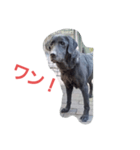 黒ラブ ボニータ ラブラドールレトリバー（個別スタンプ：4）