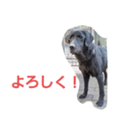 黒ラブ ボニータ ラブラドールレトリバー（個別スタンプ：5）