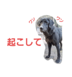 黒ラブ ボニータ ラブラドールレトリバー（個別スタンプ：6）