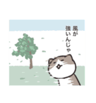 FCねこ（個別スタンプ：16）