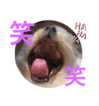 麦むぎムギ（個別スタンプ：1）