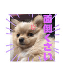 麦むぎムギ（個別スタンプ：3）