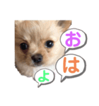 麦むぎムギ（個別スタンプ：5）