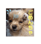 麦むぎムギ（個別スタンプ：8）