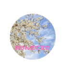 大人の挨拶スタンプ〜spring〜（個別スタンプ：4）