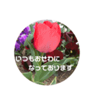 大人の挨拶スタンプ〜spring〜（個別スタンプ：5）