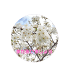 大人の挨拶スタンプ〜spring〜（個別スタンプ：8）