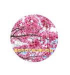 大人の挨拶スタンプ〜spring〜（個別スタンプ：12）