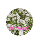 大人の挨拶スタンプ〜spring〜（個別スタンプ：14）