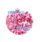大人の挨拶スタンプ〜spring〜（個別スタンプ：16）