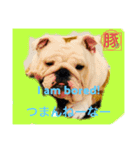 トン吉 スタンプ（個別スタンプ：1）