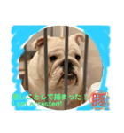 トン吉 スタンプ（個別スタンプ：5）