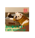 トン吉 スタンプ（個別スタンプ：10）