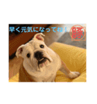 トン吉 スタンプ（個別スタンプ：12）