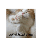 家のネコの1日（個別スタンプ：1）