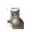 家のネコの1日（個別スタンプ：2）