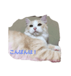 家のネコの1日（個別スタンプ：8）