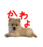 ポメラニアンのむぎの語尾よ。（個別スタンプ：2）