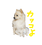 ポメラニアンのむぎの語尾よ。（個別スタンプ：3）