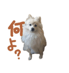 ポメラニアンのむぎの語尾よ。（個別スタンプ：4）