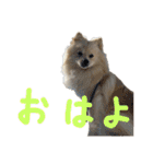 ポメラニアンのむぎの語尾よ。（個別スタンプ：9）