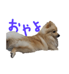 ポメラニアンのむぎの語尾よ。（個別スタンプ：10）