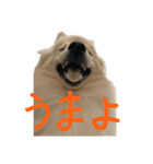 ポメラニアンのむぎの語尾よ。（個別スタンプ：12）