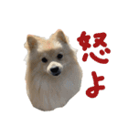 ポメラニアンのむぎの語尾よ。（個別スタンプ：13）