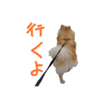 ポメラニアンのむぎの語尾よ。（個別スタンプ：15）