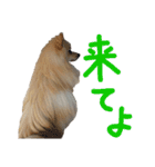 ポメラニアンのむぎの語尾よ。（個別スタンプ：16）