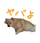 ポメラニアンのむぎの語尾よ。（個別スタンプ：17）