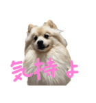ポメラニアンのむぎの語尾よ。（個別スタンプ：18）