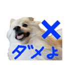 ポメラニアンのむぎの語尾よ。（個別スタンプ：23）