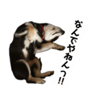 奏海くんスタンプ（個別スタンプ：1）