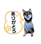 奏海くんスタンプ（個別スタンプ：15）