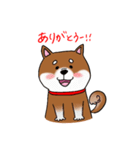 柴犬のぎんさん。（個別スタンプ：1）