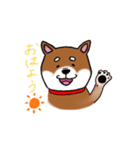 柴犬のぎんさん。（個別スタンプ：3）