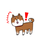 柴犬のぎんさん。（個別スタンプ：7）