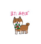 柴犬のぎんさん。（個別スタンプ：12）