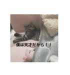 にゃんころりんちょ（個別スタンプ：2）