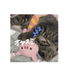 にゃんころりんちょ（個別スタンプ：3）
