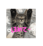 にゃんころりんちょ（個別スタンプ：4）