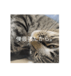 にゃんころりんちょ（個別スタンプ：5）