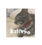 にゃんころりんちょ（個別スタンプ：7）
