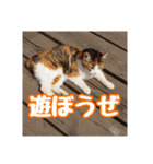 我が家の猫 予定編（個別スタンプ：1）