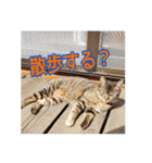 我が家の猫 予定編（個別スタンプ：3）